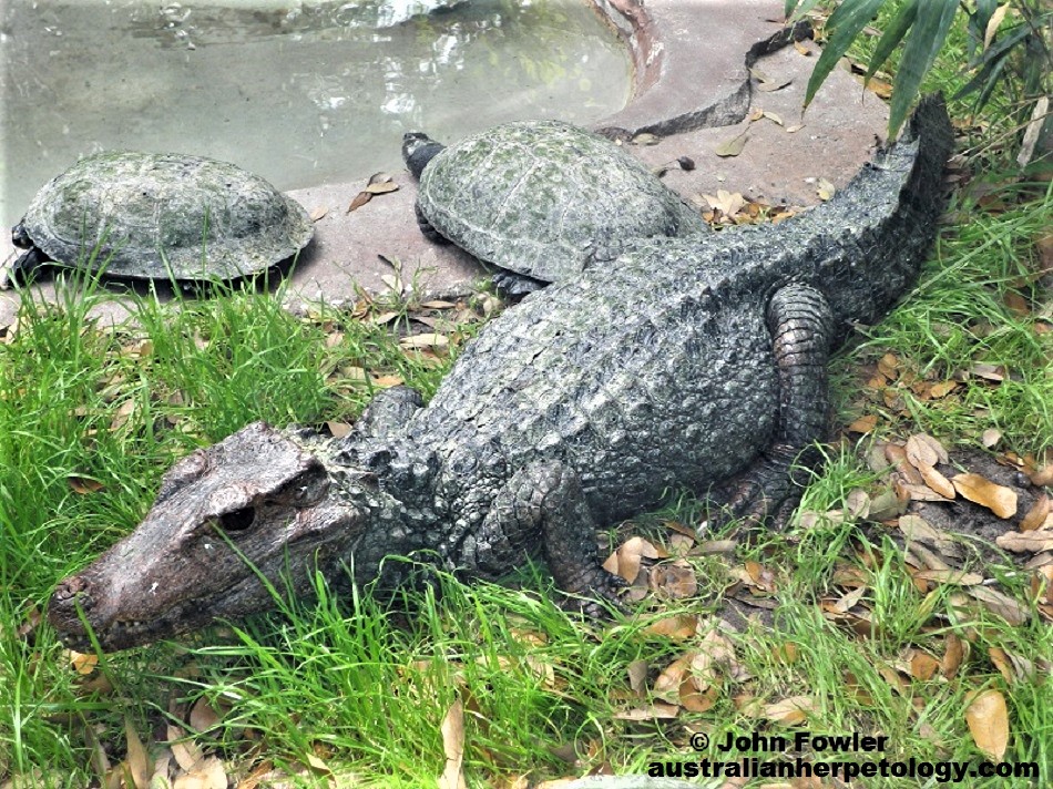  THIS IMAGE MAY HAVE BEEN BLOCKED BY YOUR BROWSER OR POP UP BLOCKER - Copyright laws may cover the use of this picture.